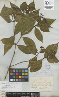Psychotria brachyceras Müll.Arg. [family RUBIACEAE]