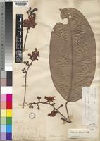 Oncoba mannii in Global Plants on JSTOR
