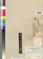 Danthonia forskalii (Vahl) R.Br. [family POACEAE]