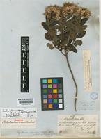 Syntype of Eupatorium roseum Gardner [family COMPOSITAE]