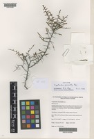 Isotype of Cryptandra micrantha Rye [family RHAMNACEAE]
