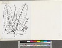 Symmeria paniculata Benth.; original illustration from FWTA