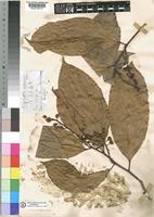Dasylepis racemosa in Global Plants on JSTOR