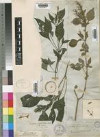 Isoglossa hypoestiflora in Global Plants on JSTOR