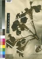Erythrina droogmansiana De Wild. & T.Durand [family LEGUMINOSAE-PAPILIONOIDEAE]