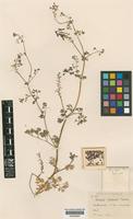 Fumaria purpurea Pugsley [family PAPAVERACEAE]