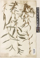 Ruellia longifolia in Global Plants on JSTOR