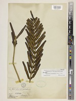Syntype of Matteuccia orientalis (Hook.) Trevis. [family WOODSIACEAE]