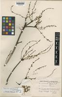 Paratype of Bursera velutinifolia R.S.Cowan [family BURSERACEAE]
