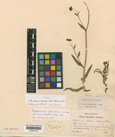 Isotype of Bupleurum aeneum Boiss. & A. Huet [family UMBELLIFERAE]