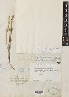 Centaurium exaltatum (Griseb.) W.Wight [family GENTIANACEAE]