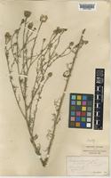 Centaurea maculosa Lam. subsp. maculosa [family COMPOSITAE]
