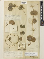 Lectotype of Dischidia milnei Hemsl. [family ASCLEPIADACEAE]