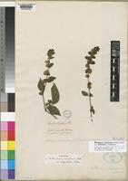 Phaulopsis imbricata in Global Plants on JSTOR
