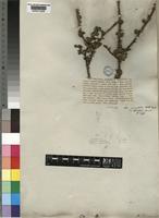 Type of Aspalathus spathulata Eckl. & Zeyh. [family LEGUMINOSAE-PAPILIONOIDEAE]