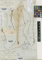 Siphanthera foliosa (Naudin) Wurdack [family MELASTOMATACEAE]