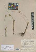 Lloydia serotina (L.) Rchb. [family LILIACEAE]