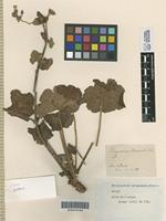 Holotype of Pelargonium drummondii Turcz. [family GERANIACEAE]