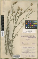 Original material of Centaurea pseudomaculosa Dobrocz. [family COMPOSITAE]