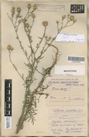 Holotype of Centaurea pseudomaculosa Dobrocz. [family COMPOSITAE]