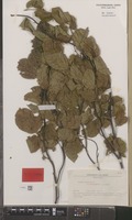 Isotype of Fagus sylvatica L. cv. 'dawyckii' [family FAGACEAE]