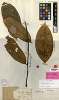 Type of Dais dubiosa Blume [family THYMELAEACEAE]
