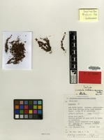 Isotype of Crassula sieberiana (Schult.) Druce subsp. rubinea Toelken [family CRASSULACEAE]