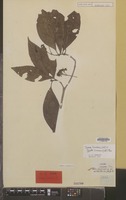Isotype of Webera luzoniensis Vidal [family RUBIACEAE]