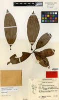 Isotype of Palaquium hansenii Chantar. [family SAPOTACEAE]