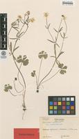 Isotype of Ranunculus auricomus L. ssp. maelarensis Julin [family RANUNCULACEAE]