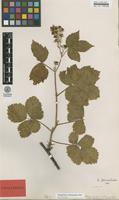 Isolectotype of Rubus corylifolius Sm. var. acutangulus F.Aresch. [family ROSACEAE]
