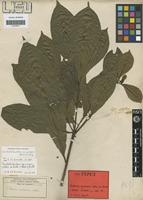 Isotype of Petersia africana Welw. ex Benth. [family MYRTACEAE]