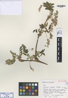 Isotype of Polylepis neglecta M. Kessler [family ROSACEAE]