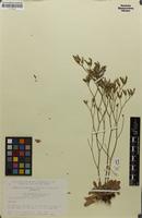 Isotype of Limonium britannicum var. kelseyanum Ingr. [family PLUMBAGINACEAE]
