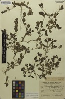 Syntype of Alternanthera pungens var. pauciflora Suess. [family AMARANTHACEAE]