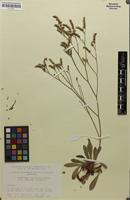 Isotype of Limonium binervosum subsp. anglicum Ingr. [family PLUMBAGINACEAE]