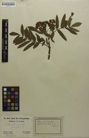 Syntype of Sorbus aucuparia var. japonica [family ROSACEAE]