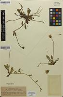 Syntype of Hieracium pilosella subsp. subcaulescens Nägeli & Peter [family ASTERACEAE]