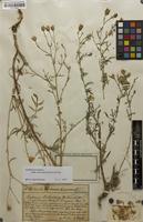 Filed as Centaurea stoebe subsp. micranthos (S.G.Gmel. ex Gugler) Hayek [family ASTERACEAE]