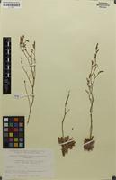 Isotype of Limonium binervosum subsp. mutatum Ingr. [family PLUMBAGINACEAE]