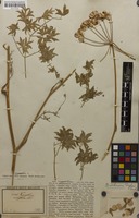 Syntype of Cynorhiza montana Eckl. & Zeyh. [family APIACEAE]