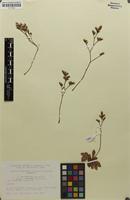 Isotype of Limonium britannicum subsp. coombense Ingr. [family PLUMBAGINACEAE]