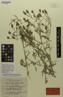 Isotype of Centaurea x barbeyana Vetter [family ASTERACEAE]