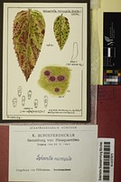 Sphaerella microspila (Berk. & Broome) Cooke