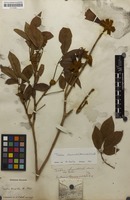 Filed as Handroanthus chrysotrichus (Mart. ex DC.) Mattos [family BIGNONIACEAE]