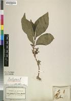 Isotype of Vangueria venosa Robyns [family RUBIACEAE]