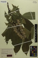Isotype of Aesculus indica var. concolor Browicz [family ACERACEAE]