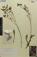 Isotype of Limonium binervosum subsp. saxonicum Ingr. [family PLUMBAGINACEAE]