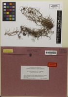 Isotype of Usnea nidularis Asahina [family PARMELIACEAE]