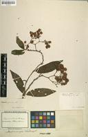 Filed as Begonia fruticosa (Klotzsch) A.DC. [family BEGONIACEAE]
